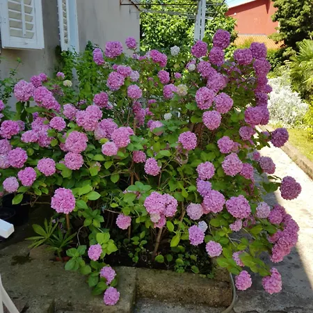 Apartment Renata Mare